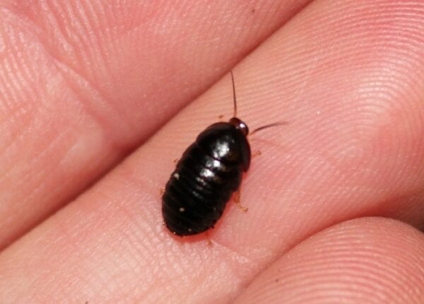 A black Pill Bug Roach on a person's hand.