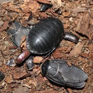 A group of Polyphaga aegyptiaca Egyptian Desert Roach laying on the ground.