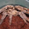 A Psalmopoeus cambridgei in a plastic container with dirt.
