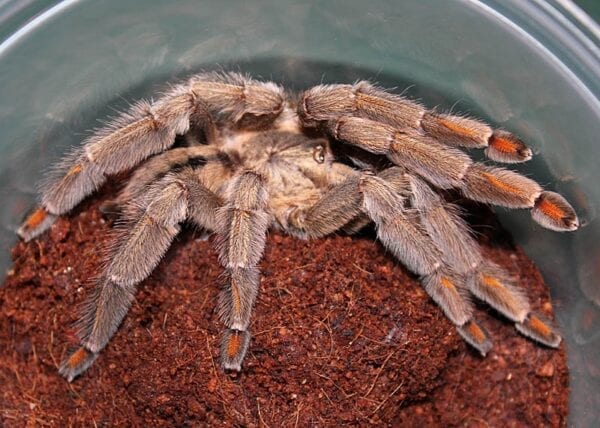 A Psalmopoeus cambridgei in a plastic container with dirt.