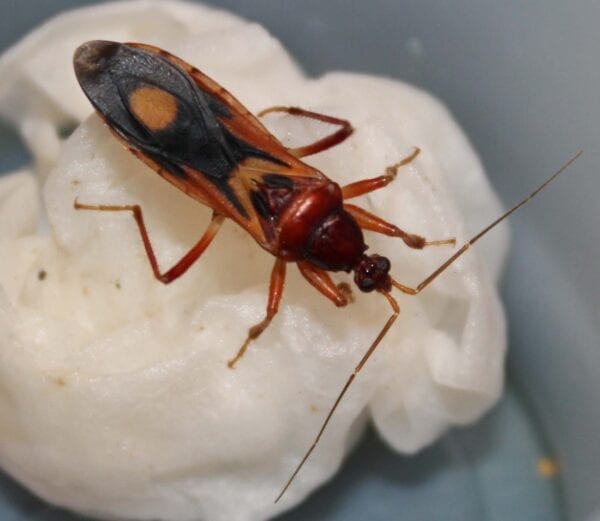 An orange spotted Corsair sitting on top of a white bowl.