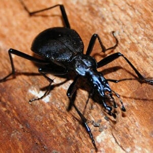 A Black Caterpillar Hunter beetle is sitting on a wooden surface.