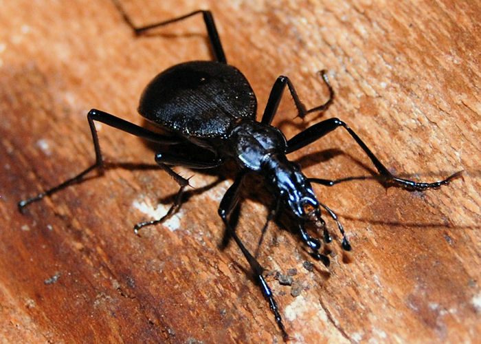 A Black Caterpillar Hunter beetle is sitting on a wooden surface.