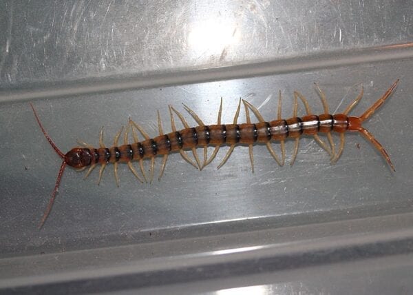 A Rainbow Tiger Centipede is sitting in a clear container.