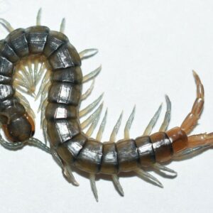 Scolopendra viridis