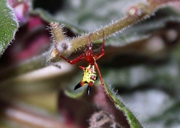 An Arrowshaped Micrathena sitting on a leaf.