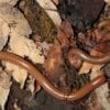 Two Spirostreptus species 1 worms laying on the ground.