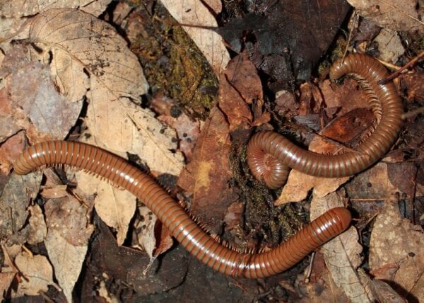 Two Spirostreptus species 1 worms laying on the ground.