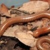 Two brown worms from Spirostreptus species 1 on a pile of leaves.