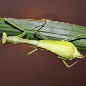 A Stagmomantis Nymph on a leaf.