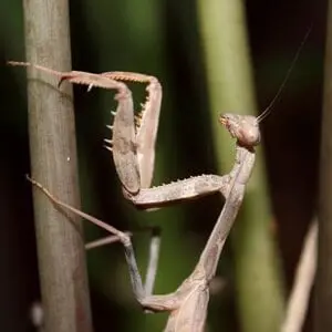 A Stagmomantis Adult Male standing on a stalk of grass.
