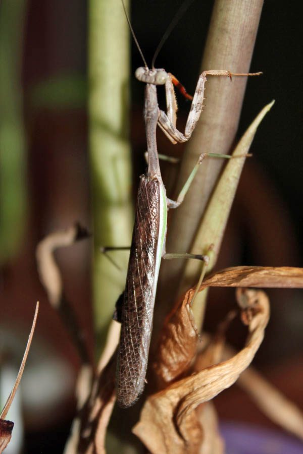 A Stagmomantis Adult Male perched on a plant stem.