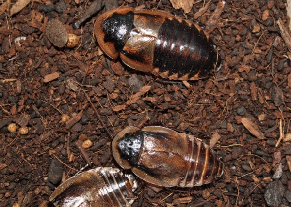 Three Striped Burrowing Roaches laying on the ground.