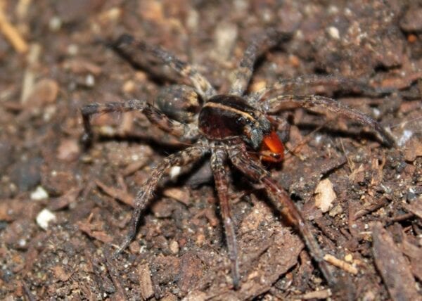 A brown and black Tigrosa helluo is sitting on the ground.