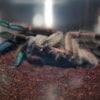 A Psalmopoeus cambridgei is sitting in a glass container.