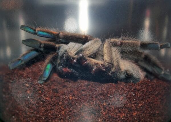 A Psalmopoeus cambridgei is sitting in a glass container.