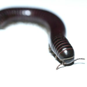Tylobolus Millipede Red Banded California