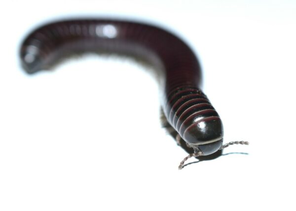 California Red Banded Tylobolus Millipede - Bugs In Cyberspace
