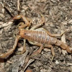 A Yellow Ground Scorpion is laying on the ground.