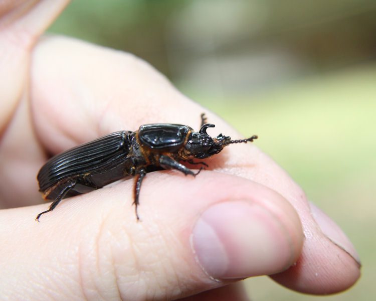 Bess Beetles Bugs In Cyberspace