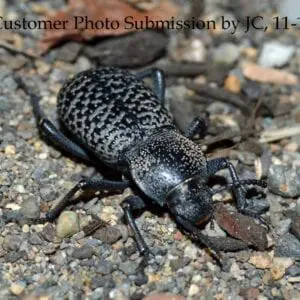 A Black Death Feigning Beetle on the ground.