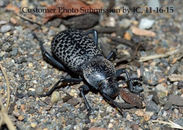 A Black Death Feigning Beetle on the ground.