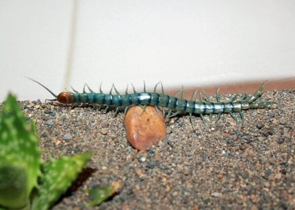 A Scolopendra polymorpha Blue Tiger on a rock next to a plant.