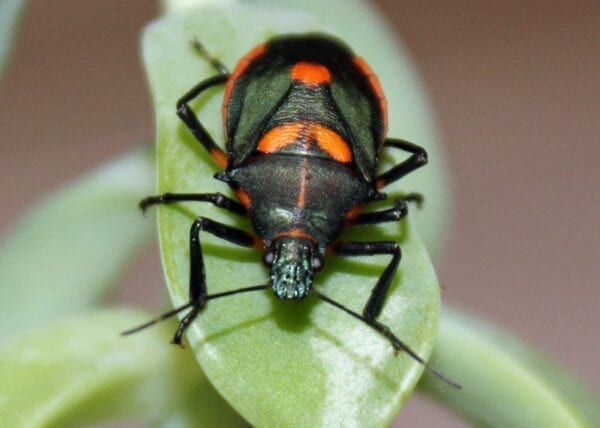 A black and orange Florida Predatory Stinkbug on a green plant.