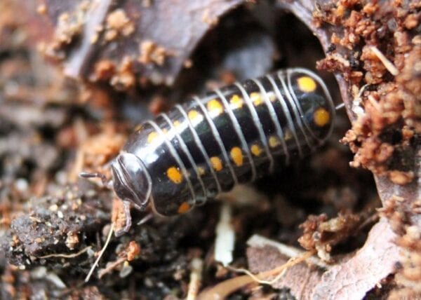 A black and yellow Spotted Pill Millipede crawling on the ground.