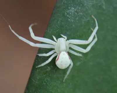 A white colored Flower crab spider