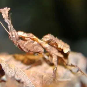 A Ghost Mantis Male sitting on a leaf.