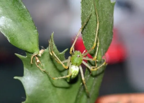 A Green Lynx Spider Captive Bred is sitting on a leaf.