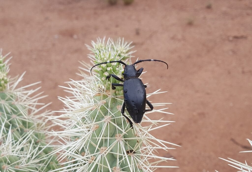 Cactus Longhorn Beetle - Bugs In Cyberspace