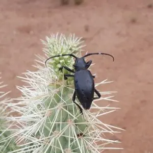 A black Cactus Longhorn Beetle sits on top of a cactus plant.