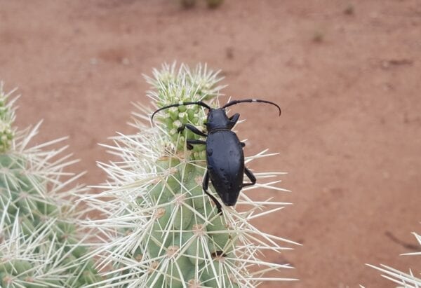 A black Cactus Longhorn Beetle sits on top of a cactus plant.