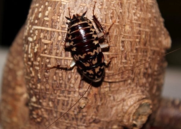 A black and brown Harlequin Roach is sitting on a piece of wood.