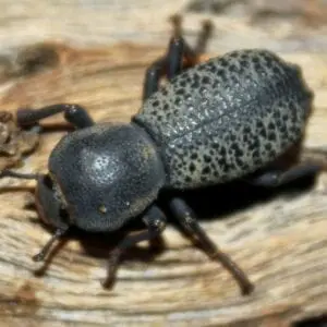 Ironclad Beetle on a Log of Wood