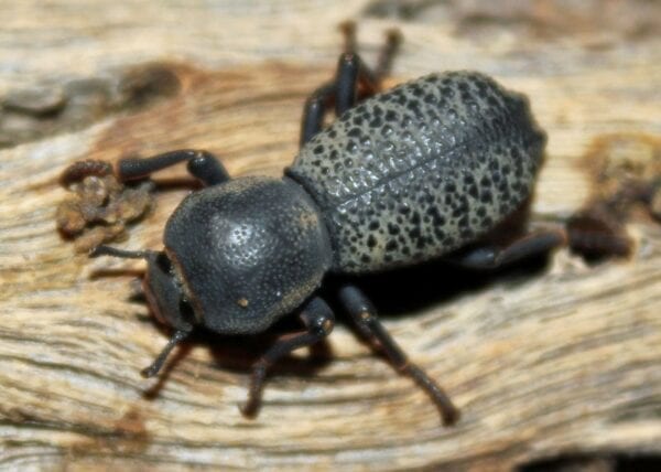 Ironclad Beetle on a Log of Wood