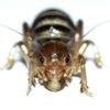 jerusalem cricket dark