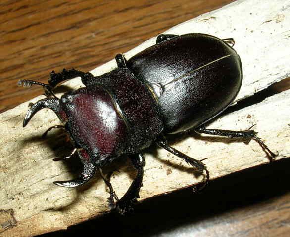 A Cottonwood Stag Beetle on a Log
