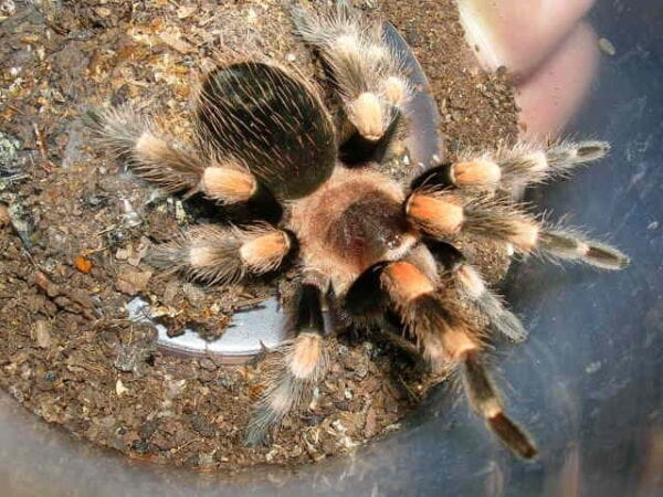 A Mexican Red Knee Tarantula product in a plastic container.