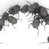 A pack of Canthon Dung Beetles in a bowl.