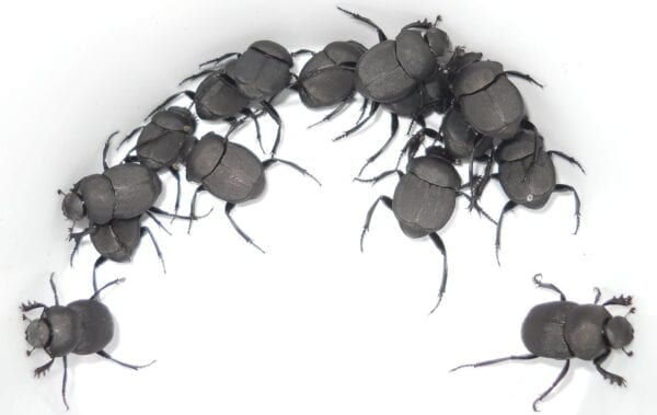 A pack of Canthon Dung Beetles in a bowl.