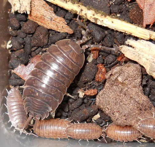 Brown colored Porcellio Laevis in soil