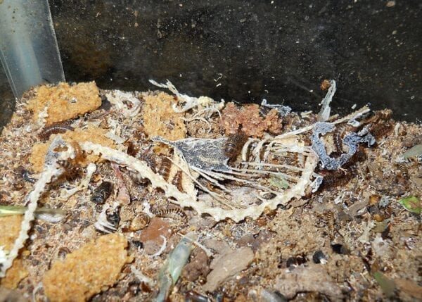 The skeleton of a lizard in a Dermestid Beetles.