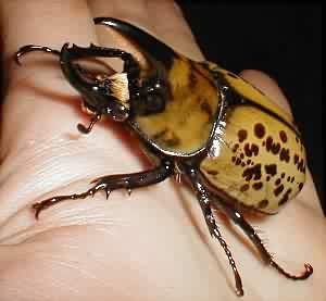 Black and Yellow Beatle