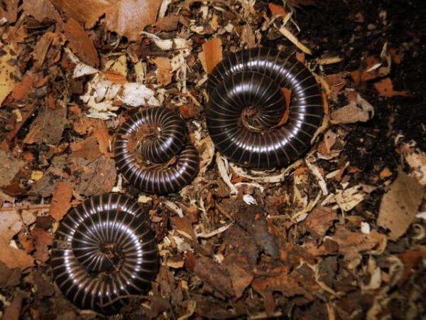 Three Ebony Ivory Millipedes laying on the ground.