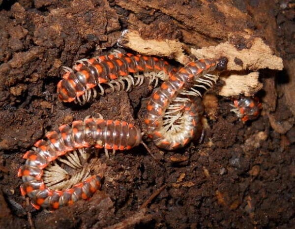 A group of red and orange train millipedes in the dirt.