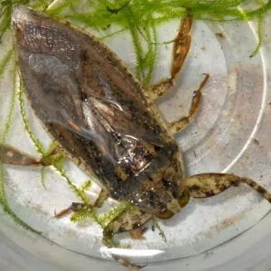 Lethocerus Giant Water Bug in water