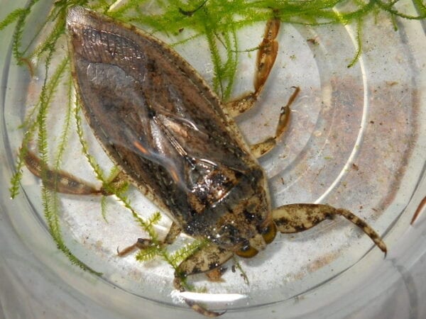 Lethocerus Giant Water Bug in water